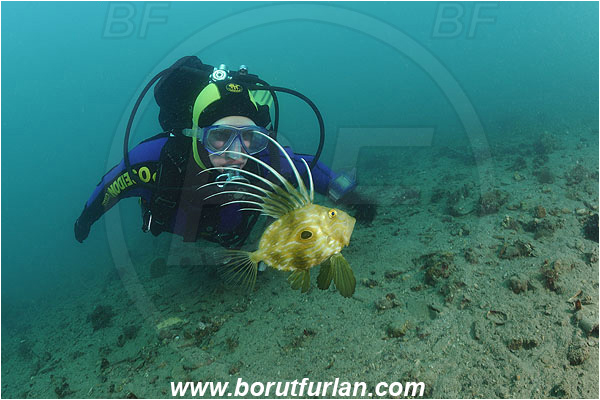 Piran, Slovenia, Adriatic sea, Mediterranean sea, Diver, Zeus faber, Zeus, Zeidae, John Dory, St Pierre, Peter