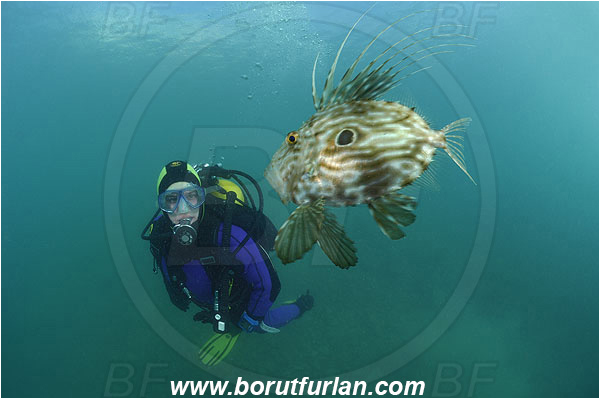 Piran, Slovenia, Adriatic sea, Mediterranean sea, Diver, Zeus faber, Zeus, Zeidae, John Dory, St Pierre, Peter