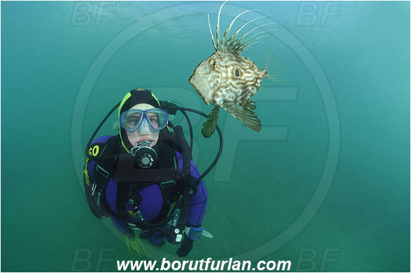 Piran, Slovenia, Adriatic sea, Mediterranean sea, Diver, Zeus faber, Zeus, Zeidae, John Dory, St Pierre, Peter