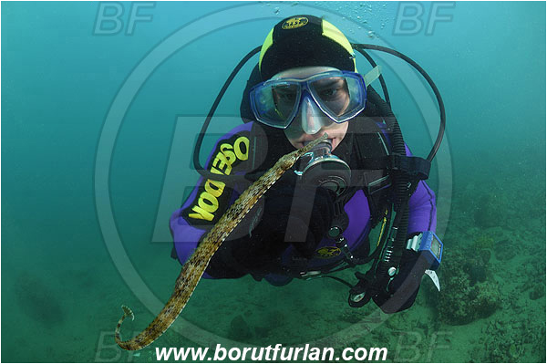 Piran, Slovenia, Adriatic sea, Mediterranean sea, Syngnathus sp., Syngnathus, Syngnathidae, Pipefish, Fish, Diver