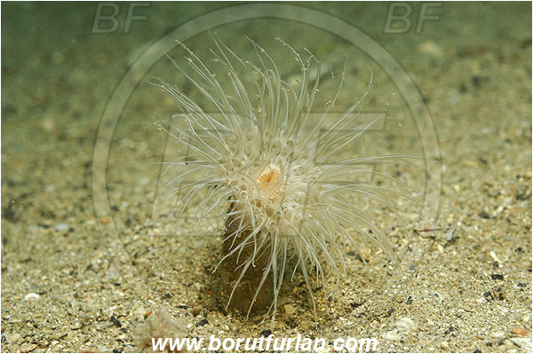 Piran, Slovenia, Adriatic sea, Mediterranean sea, Cerianthus membranaceus, Cerianthus, Cerianthidae, Cylinder anemone, Tube dwelling anemone, Tube anemone, Anemone, Anthozoa, Cnidaria, Cnidarian