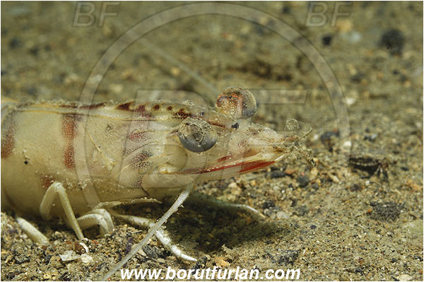 Piran, Slovenia, Adriatic sea, Mediterranean sea, Penaeus kerathurus, Penaeus, Penaeidae, Decapoda, Caramote prawn, Striped prawn, Prawn, Shrimp, Crustacea, Crustacean, Portrait