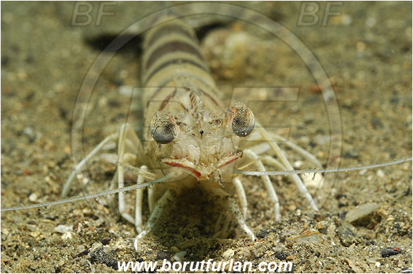 Piran, Slovenia, Adriatic sea, Mediterranean sea, Penaeus kerathurus, Penaeus, Penaeidae, Decapoda, Caramote prawn, Striped prawn, Prawn, Shrimp, Crustacea, Crustacean, Portrait