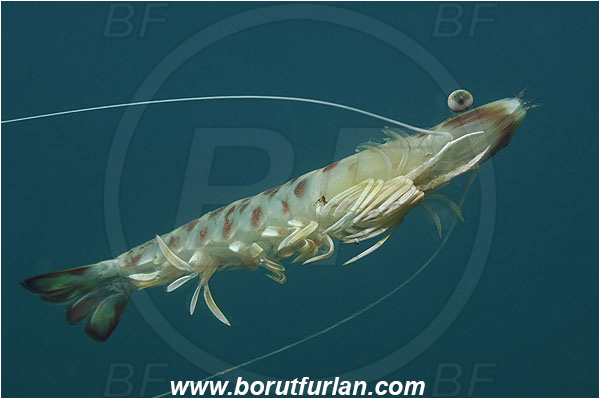 Piran, Slovenia, Adriatic sea, Mediterranean sea, Penaeus kerathurus, Penaeus, Penaeidae, Decapoda, Caramote prawn, Striped prawn, Prawn, Shrimp, Crustacea, Crustacean, Swimming