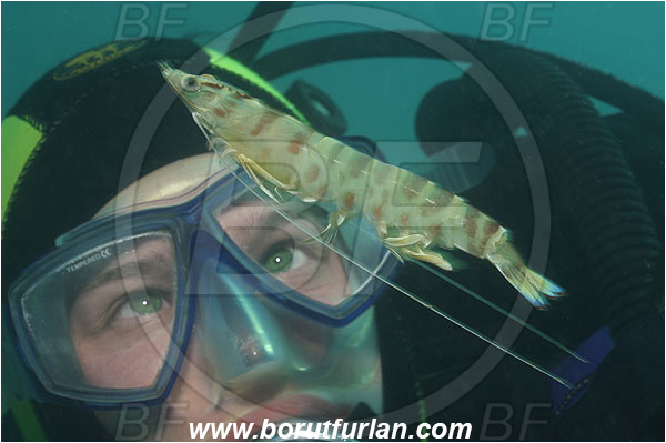 Piran, Slovenia, Adriatic sea, Mediterranean sea, Penaeus kerathurus, Penaeus, Penaeidae, Decapoda, Caramote prawn, Striped prawn, Prawn, Shrimp, Crustacea, Crustacean, Diver, Portrait, Swimming, Face