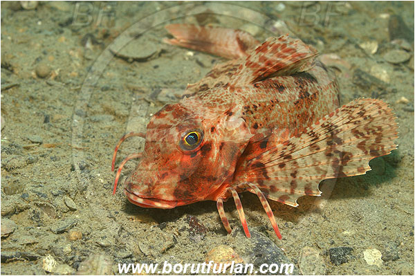 Piran, Slovenia, Adriatic sea, Mediterranean sea, Chelidonichthys lastoviza, Chelidonichthys, Triglidae, Streaked gurnard, Gurnard, Fish