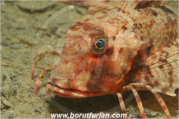 Piran, Slovenia, Adriatic sea, Mediterranean sea, Chelidonichthys lastoviza, Chelidonichthys, Triglidae, Streaked gurnard, Gurnard, Fish, Portrait