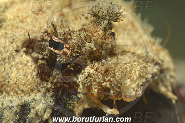 Piran, Slovenia, Adriatic sea, Mediterranean sea, Zeugopterus regius, Zeugopterus, Scophthalmidae, Eckström
