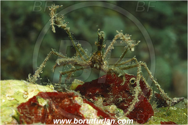 Piran, Slovenia, Adriatic sea, Mediterranean sea, Macropodia longirostris, Macropodia, Inachidae, Decapoda, Crustacea, Crustacean, Spider Crab, Crab