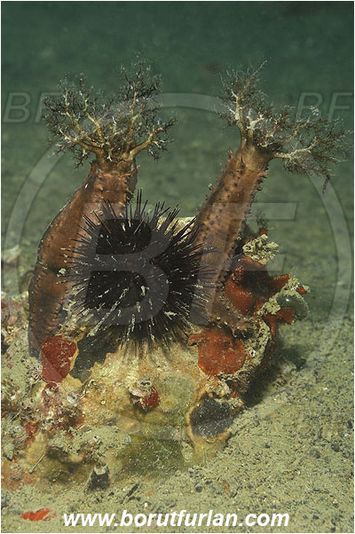 Piran, Slovenia, Adriatic sea, Mediterranean sea, Ocnus planci, Ocnus, Cucumariidae, Sea cucumber, Holothuroidea, Holothurian, Echinodermata, Echinoderm, Arbacia lixula, Arbacia, Arbaciidae, Black sea urchin, Sea urchin, Echinoidea
