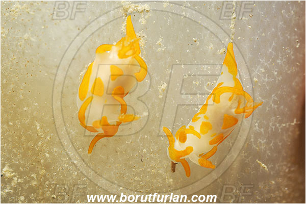 Piran, Slovenia, Adriatic sea, Mediterranean sea, Trapania maculata, Trapania, Goniodorididae, Yellow sea slug, Nudibranch, Sea slug, Gastropoda, Mollusca