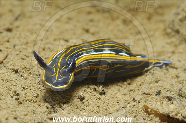 Piran, Slovenia, Adriatic sea, Mediterranean sea, Felimare villafranca, Felimare, Chromodorididae, Striped Dorid Nudibranch, Nudibranch, Sea slug, Gastropoda, Mollusca