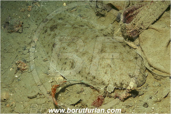 Piran, Slovenia, Adriatic sea, Mediterranean sea, Solea solea, Solea, Soleidae, Common sole, Sole, Fish