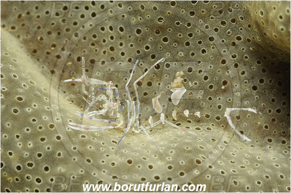 Piran, Slovenia, Adriatic sea, Mediterranean sea, Periclimenes amethysteus, Periclimenes, Palaemonidae, Decapoda, Glass shrimp, Shrimp, Crustacea, Crustacean