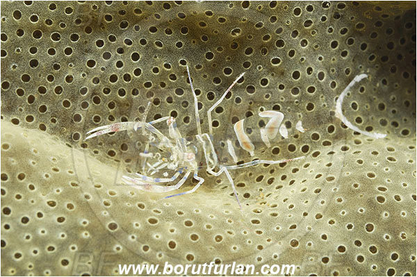Piran, Slovenia, Adriatic sea, Mediterranean sea, Periclimenes amethysteus, Periclimenes, Palaemonidae, Decapoda, Glass shrimp, Shrimp, Crustacea, Crustacean
