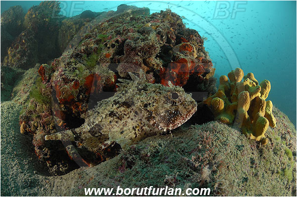 Piran, Slovenia, Adriatic sea, Mediterranean sea, Scorpaena porcus, Scorpaena, Scorpaenidae, Brown scorpionfish, Scorpionfish, Fish, Reef