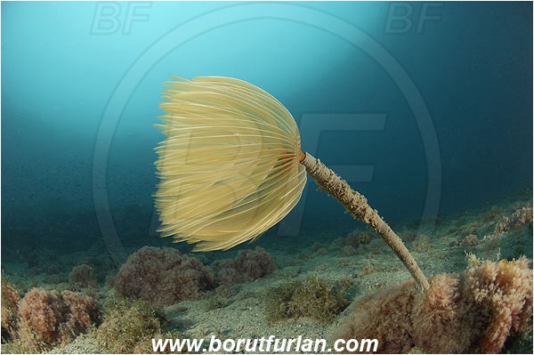 Piran, Slovenia, Adriatic sea, Mediterranean sea, Worm, Sabella spallanzanii, Sabella, Sabellidae, Mediterranean fanworm, Polychaeta, Reef