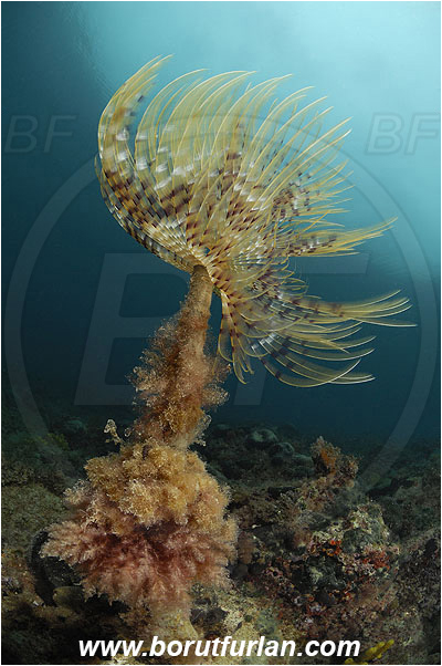 Piran, Slovenia, Adriatic sea, Mediterranean sea, Worm, Sabella spallanzanii, Sabella, Sabellidae, Mediterranean fanworm, Polychaeta, Reef