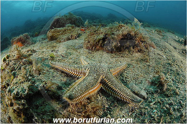 Piran, Slovenia, Adriatic sea, Mediterranean sea, Astropecten spinulosus, Astropecten, Astropectinidae, Slender starfish, Strafish, Asteroidea, Echinodermata, Echinoderm, Reef
