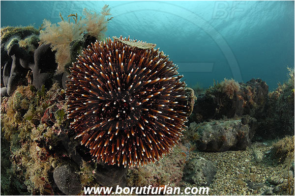 Piran, Slovenia, Adriatic sea, Mediterranean sea, Sphaerechinus granularis, Sphaerechinus, Toxopneustidae, Purple Sea Urchin, Sea Urchin, Echinoidea, Echinodermata, Echinoderm, Reef