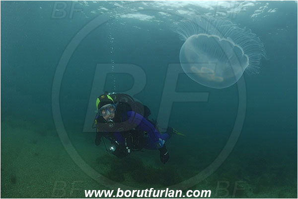 Piran, Slovenia, Adriatic sea, Mediterranean sea, Aurelia aurita, Aurelia, Ulmaridae, Scyphozoa, Cnidaria, Cnidarian, Moon jellyfish, Jellyfish, Diver, Reef