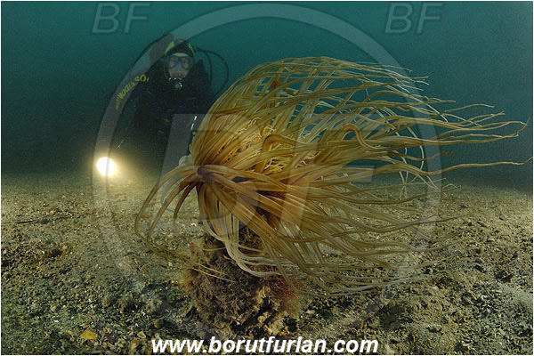 Piran, Slovenia, Adriatic sea, Mediterranean sea, Cerianthus membranaceus, Cerianthus, Cerianthidae, Cylinder anemone, Tube dwelling anemone, Tube anemone, Anemone, Anthozoa, Cnidaria, Cnidarian, Sand, Diver