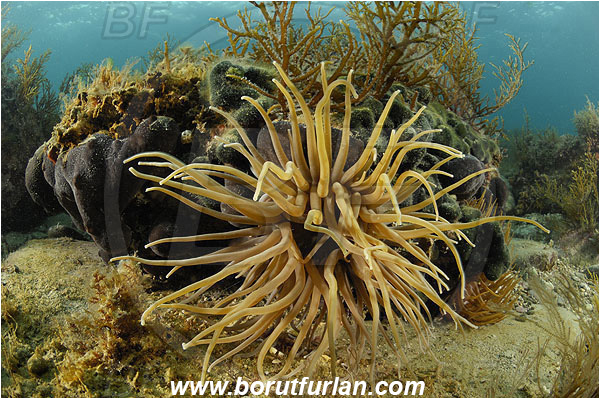 Piran, Slovenia, Adriatic sea, Mediterranean sea, Anemonia sulcata, Anemonia, Actiniidae, Mediterranean snakelocks sea anemone, Anemone, Anthozoa, Cnidaria, Cnidarian, Reef