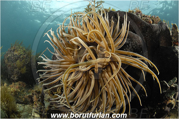 Piran, Slovenia, Adriatic sea, Mediterranean sea, Anemonia sulcata, Anemonia, Actiniidae, Mediterranean snakelocks sea anemone, Anemone, Anthozoa, Cnidaria, Cnidarian, Reef