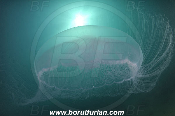 Piran, Slovenia, Adriatic sea, Mediterranean sea, Aurelia aurita, Aurelia, Ulmaridae, Scyphozoa, Cnidaria, Cnidarian, Moon jellyfish, Jellyfish, Reef