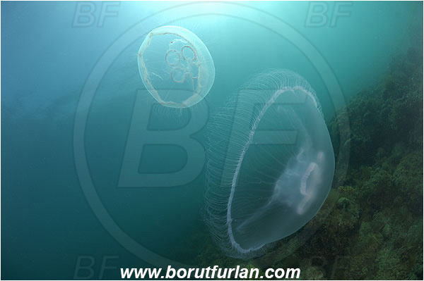 Piran, Slovenia, Adriatic sea, Mediterranean sea, Aurelia aurita, Aurelia, Ulmaridae, Scyphozoa, Cnidaria, Cnidarian, Moon jellyfish, Jellyfish, Reef