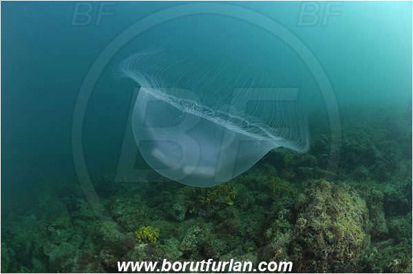Piran, Slovenia, Adriatic sea, Mediterranean sea, Aurelia aurita, Aurelia, Ulmaridae, Scyphozoa, Cnidaria, Cnidarian, Moon jellyfish, Jellyfish, Reef