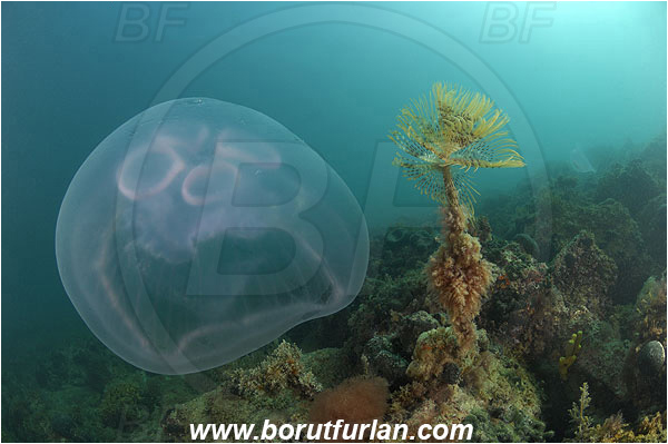 Piran, Slovenia, Adriatic sea, Mediterranean sea, Worm, Sabella spallanzanii, Sabella, Sabellidae, Mediterranean fanworm, Polychaeta, Reef, Aurelia aurita, Aurelia, Ulmaridae, Scyphozoa, Cnidaria, Cnidarian, Moon jellyfish, Jellyfish