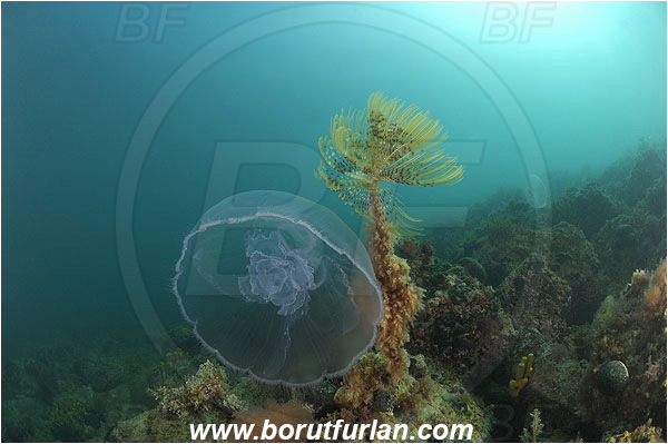 Piran, Slovenia, Adriatic sea, Mediterranean sea, Worm, Sabella spallanzanii, Sabella, Sabellidae, Mediterranean fanworm, Polychaeta, Reef, Aurelia aurita, Aurelia, Ulmaridae, Scyphozoa, Cnidaria, Cnidarian, Moon jellyfish, Jellyfish