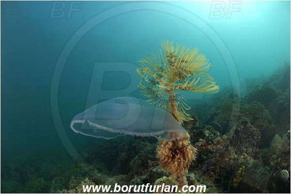 Piran, Slovenia, Adriatic sea, Mediterranean sea, Worm, Sabella spallanzanii, Sabella, Sabellidae, Mediterranean fanworm, Polychaeta, Reef, Aurelia aurita, Aurelia, Ulmaridae, Scyphozoa, Cnidaria, Cnidarian, Moon jellyfish, Jellyfish