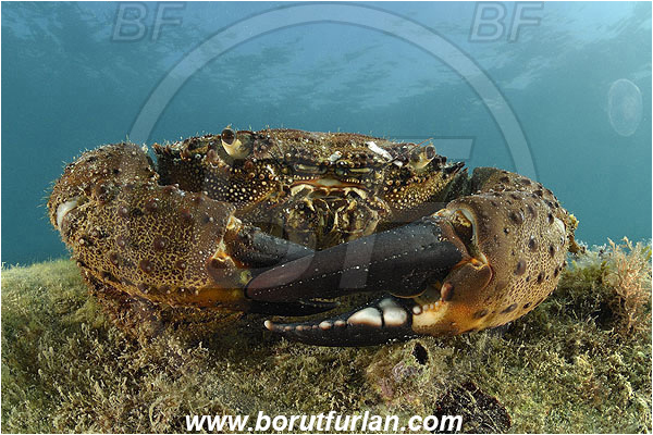 Piran, Slovenia, Adriatic sea, Mediterranean sea, Eriphia verrucosa, Eriphia, Eriphiidae, Decapoda, Crustacea, Crustacean, Convex warty crab, Yellow round crab, Crab
