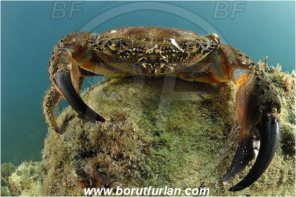 Piran, Slovenia, Adriatic sea, Mediterranean sea, Eriphia verrucosa, Eriphia, Eriphiidae, Decapoda, Crustacea, Crustacean, Convex warty crab, Yellow round crab, Crab