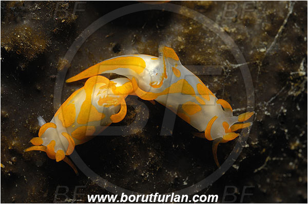 Piran, Slovenia, Adriatic sea, Mediterranean sea, Trapania maculata, Trapania, Goniodorididae, Yellow sea slug, Nudibranch, Sea slug, Gastropoda, Mollusca, Mating