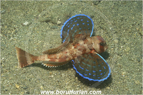 Piran, Slovenia, Adriatic sea, Mediterranean sea, Chelidonichthys lastoviza, Chelidonichthys, Triglidae, Streaked gurnard, Gurnard, Fish
