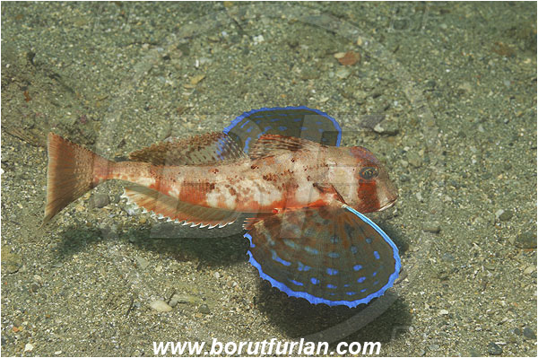 Piran, Slovenia, Adriatic sea, Mediterranean sea, Chelidonichthys lastoviza, Chelidonichthys, Triglidae, Streaked gurnard, Gurnard, Fish