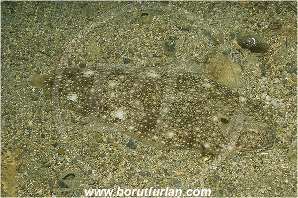 Piran, Slovenia, Adriatic sea, Mediterranean sea, Synapturichthys kleinii, Synapturichthys, Soleidae, Klein