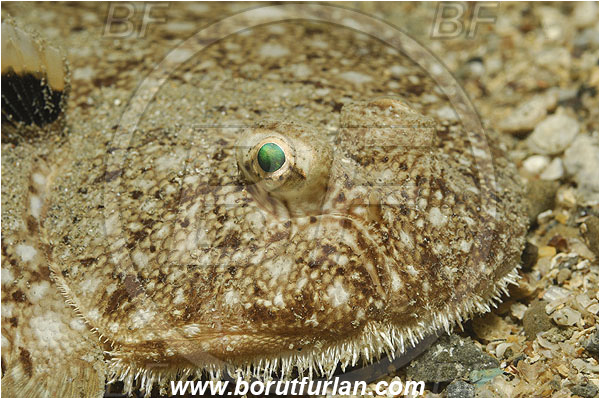 Piran, Slovenia, Adriatic sea, Mediterranean sea, Synapturichthys kleinii, Synapturichthys, Soleidae, Klein