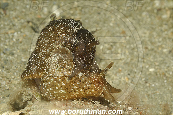 Piran, Slovenia, Adriatic sea, Mediterranean sea, Aplysia punctata, Aplysia, Aplysiidae, Spotted sea hare, Sea hare, Nudibranch, Sea slug, Gastropoda, Mollusca, Mating