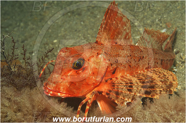 Piran, Slovenia, Adriatic sea, Mediterranean sea, Chelidonichthys lastoviza, Chelidonichthys, Triglidae, Streaked gurnard, Gurnard, Fish