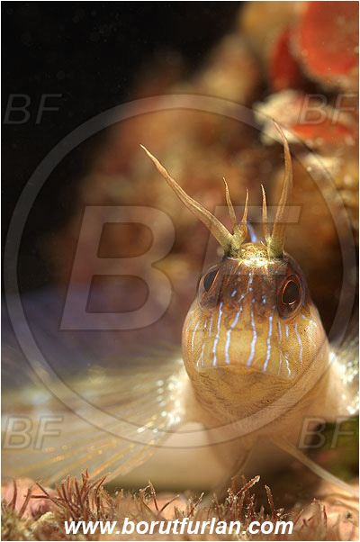 Piran, Slovenia, Adriatic sea, Mediterranean sea, Parablennius rouxi, Parablennius, Blenniidae, Longstriped blenny, Blenny, Fish, Portrait