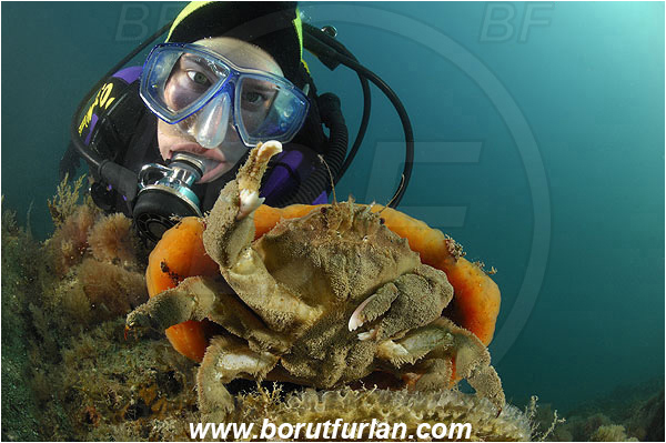 Piran, Slovenia, Adriatic sea, Mediterranean sea, Dromia personata, Dromia, Dromiidae, Decapoda, Crustacea, Crustacean, Sponge crab, Crab, Aplidium conicum, Aplidium, Polyclinidae, Colony of tunicates, Conical sea squirt, Sea squirt, Ascidiacea, Tunicata, Tunicate, Reef, Diver, Portrait, Face