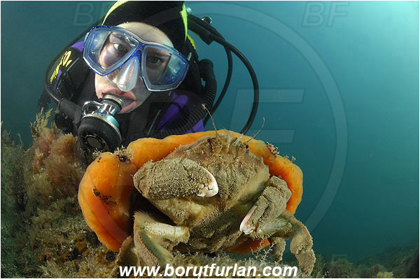 Piran, Slovenia, Adriatic sea, Mediterranean sea, Dromia personata, Dromia, Dromiidae, Decapoda, Crustacea, Crustacean, Sponge crab, Crab, Aplidium conicum, Aplidium, Polyclinidae, Colony of tunicates, Conical sea squirt, Sea squirt, Ascidiacea, Tunicata, Tunicate, Reef, Diver, Portrait, Face