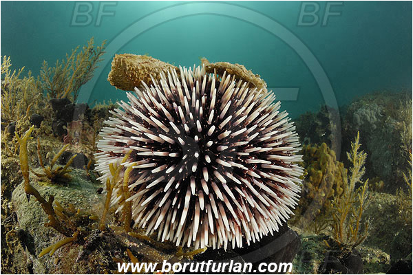 Piran, Slovenia, Adriatic sea, Mediterranean sea, Sphaerechinus granularis, Sphaerechinus, Toxopneustidae, Purple Sea Urchin, Sea Urchin, Echinoidea, Echinodermata, Echinoderm, Reef