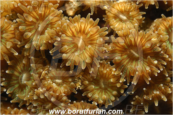 Piran, Slovenia, Adriatic sea, Mediterranean sea, Cladocora caespitosa, Cladocora, Family: Scleractinia incertae sedis, Mediterranean pillow coral, Coral, Anthozoa, Cnidaria, Cnidarian, Abstract