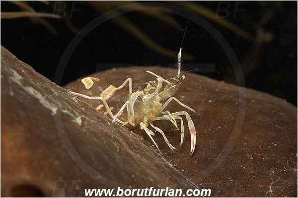 Piran, Slovenia, Adriatic sea, Mediterranean sea, Periclimenes amethysteus, Periclimenes, Palaemonidae, Decapoda, Glass shrimp, Shrimp, Crustacea, Crustacean