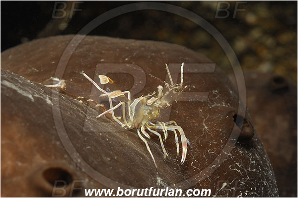 Piran, Slovenia, Adriatic sea, Mediterranean sea, Periclimenes amethysteus, Periclimenes, Palaemonidae, Decapoda, Glass shrimp, Shrimp, Crustacea, Crustacean